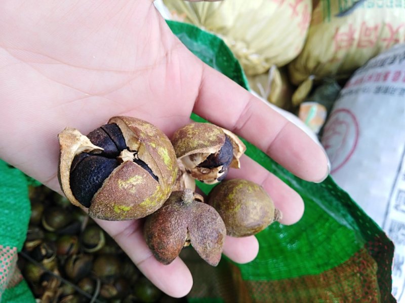 湖北省罗田县三里畈镇油茶油