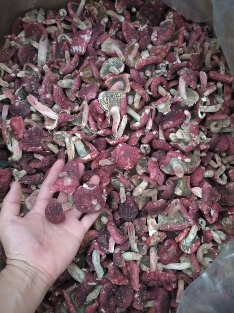 正红标红菇
