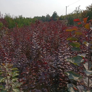 优质红栌小苗量大从优