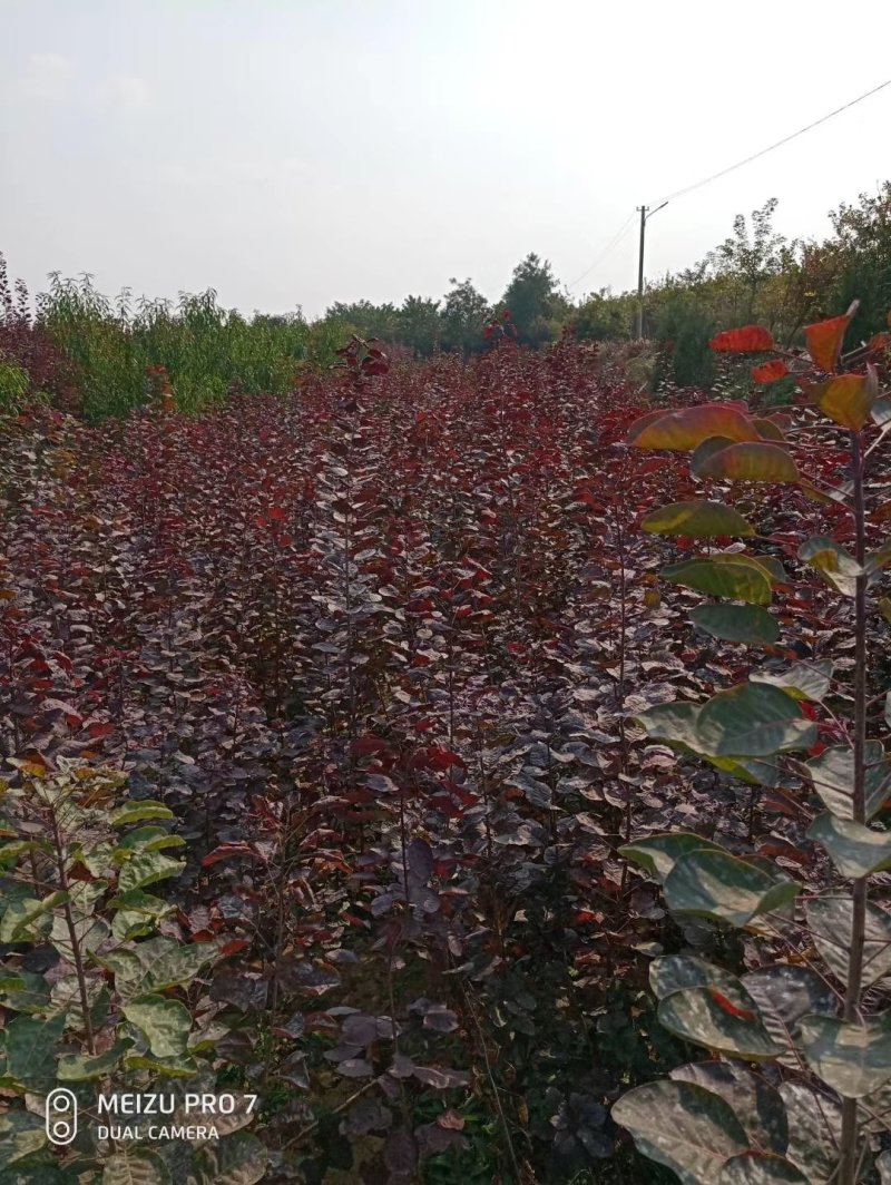 优质红栌小苗量大从优