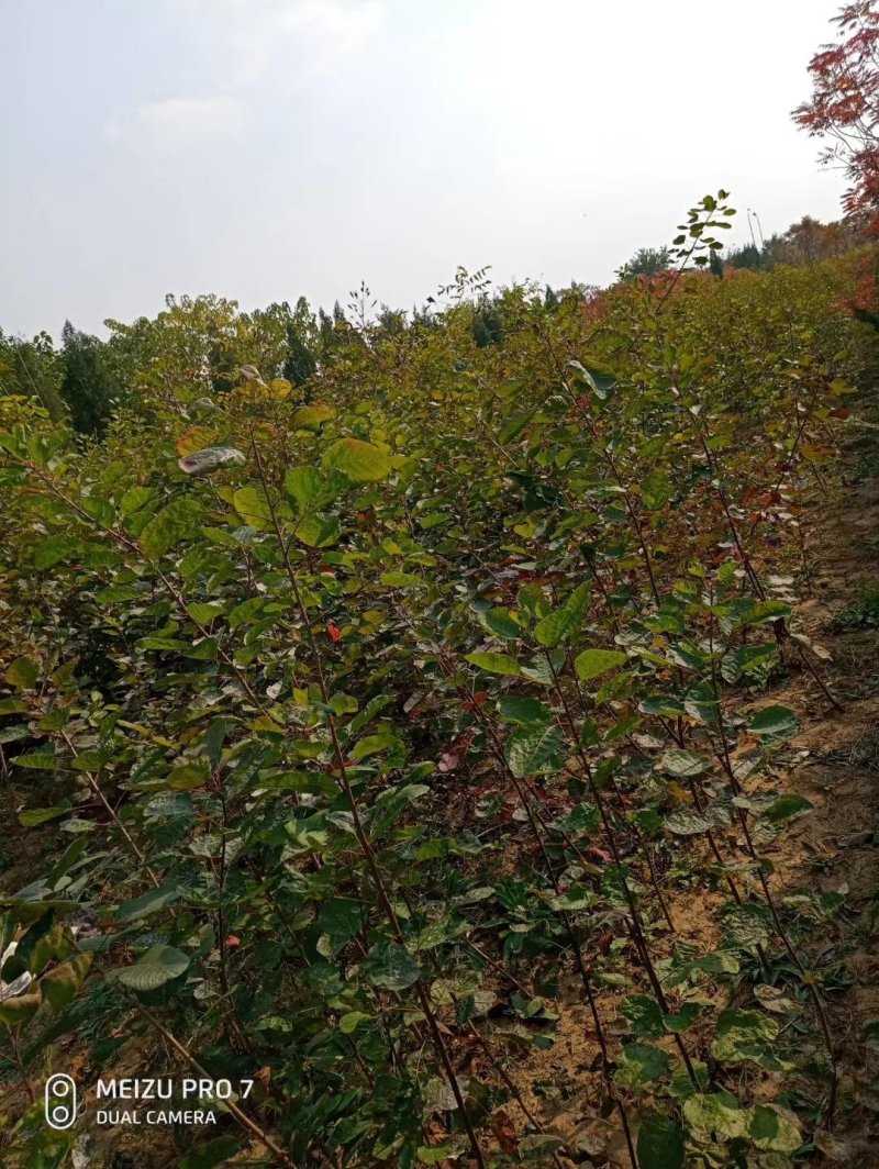 优质黄栌小苗，量大从优