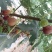 无花果苗,波姬红、芭劳奈无花果苗,标准化种植新技术新模式