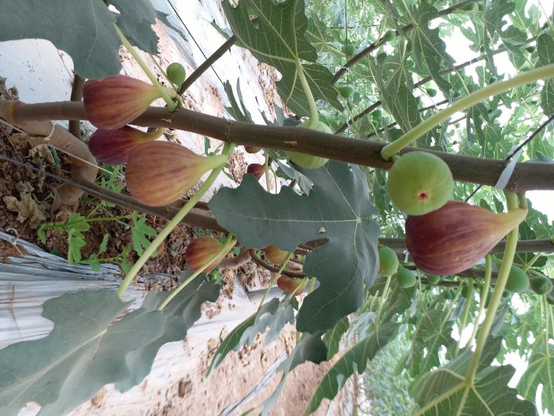 无花果苗，波姬红、芭劳奈无花果苗，标准化种植新技术新模式