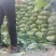 【精品】甘蓝圆包菜颜色翠绿个头均匀产地直发