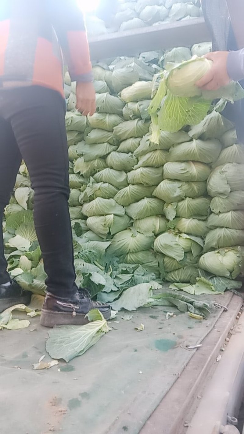 【精品】甘蓝圆包菜颜色翠绿个头均匀产地直发