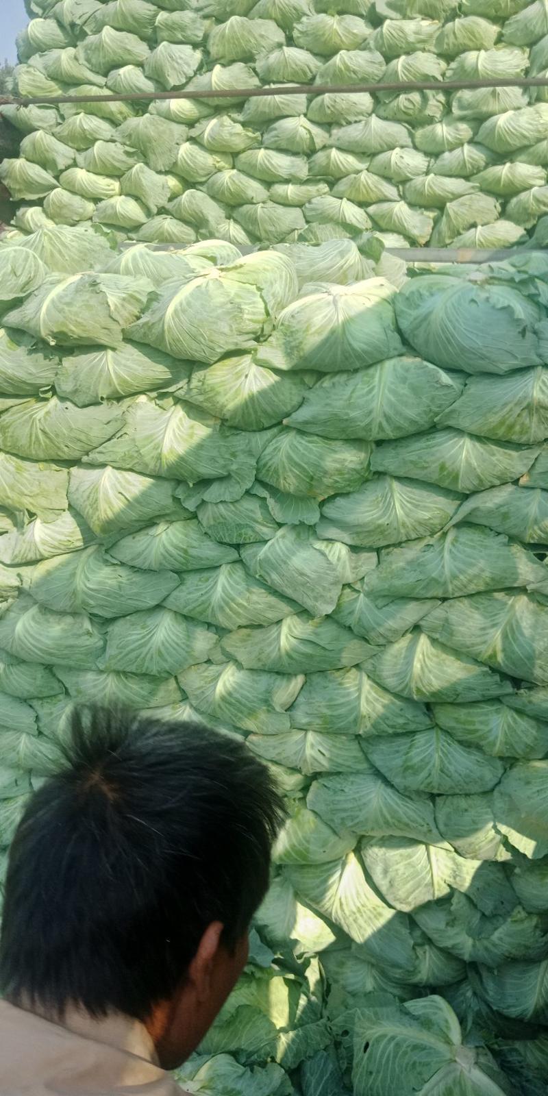 【精品】甘蓝圆包菜颜色翠绿个头均匀产地直发