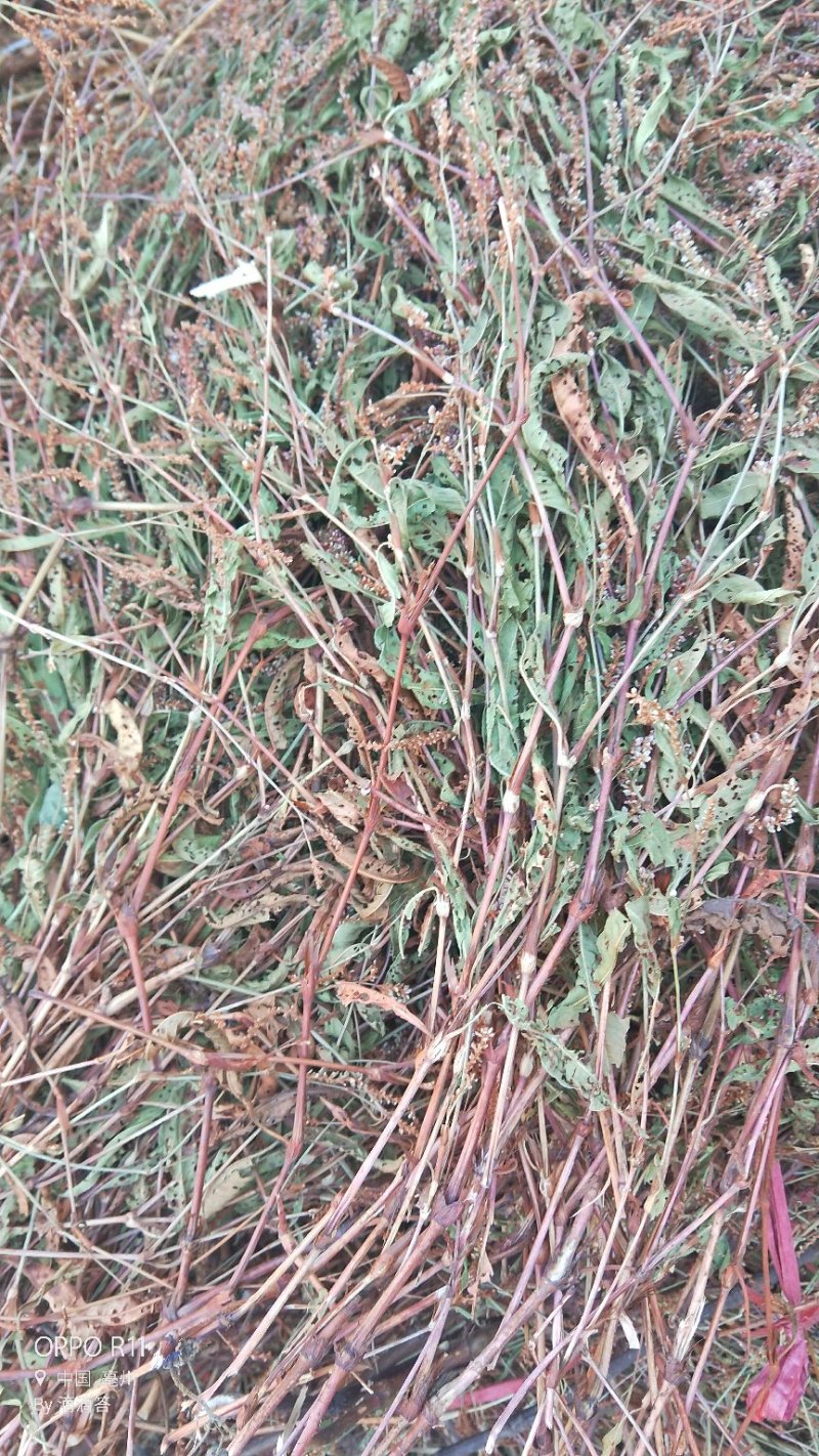 辣蓼草