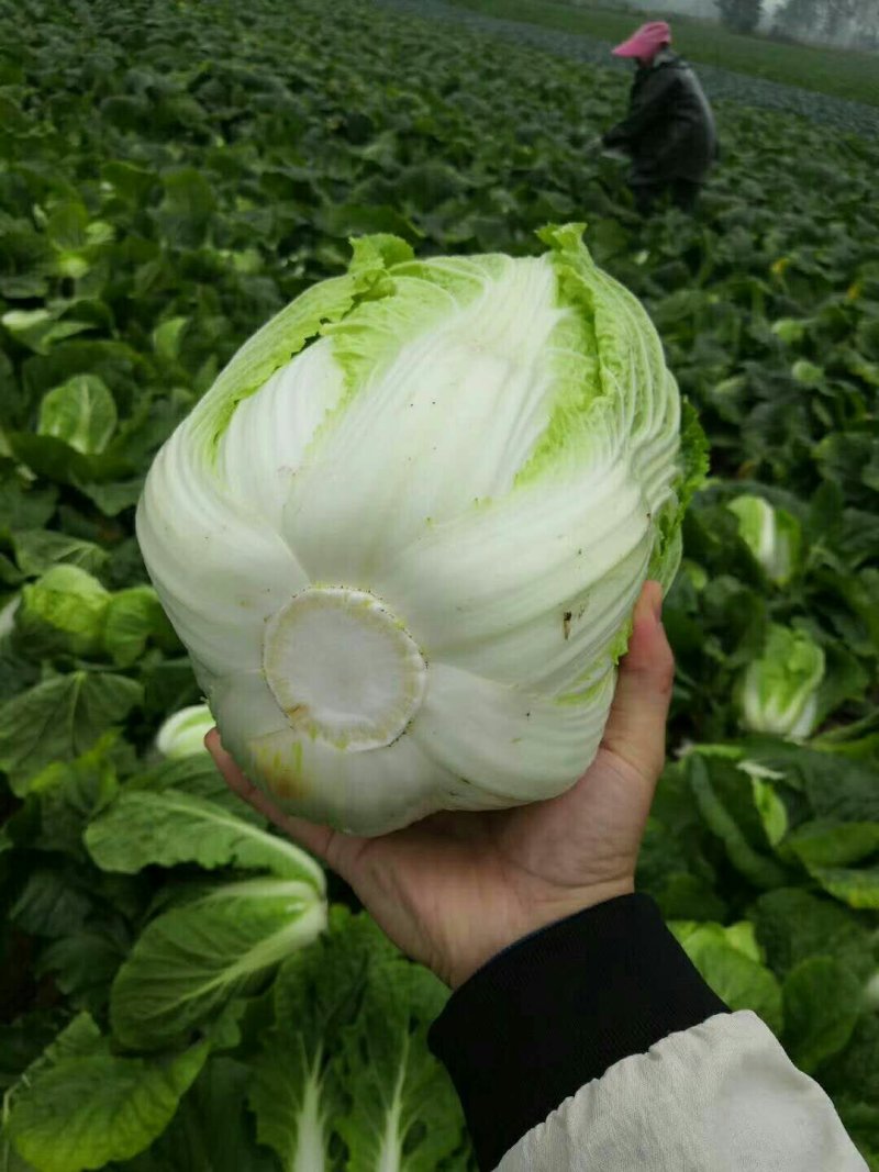 大白菜2~3斤净菜