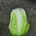 大白菜2~3斤净菜