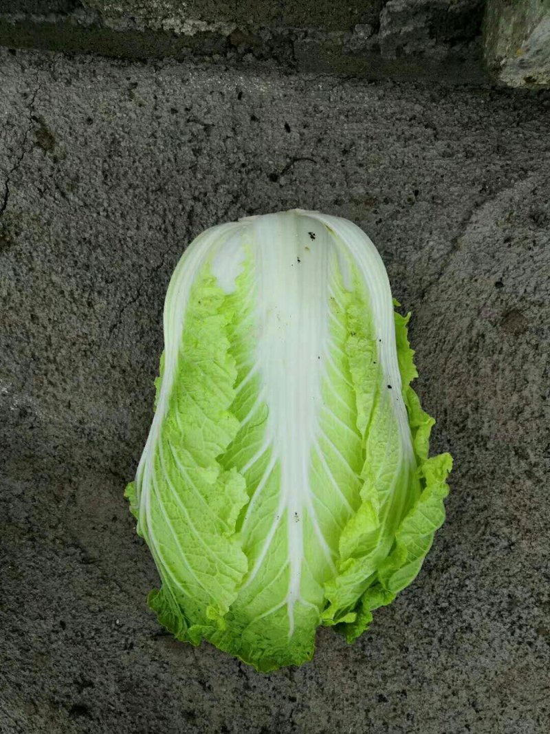 大白菜2~3斤净菜