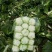 大白菜2~3斤净菜