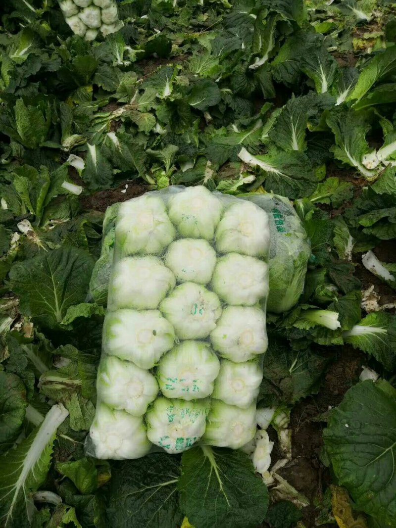 大白菜2~3斤净菜