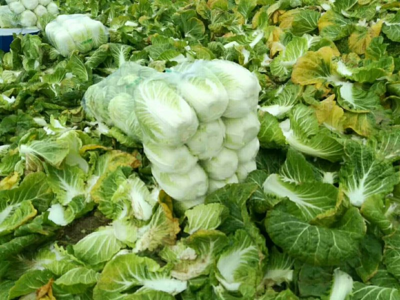 大白菜2~3斤净菜