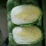 大白菜2~3斤净菜
