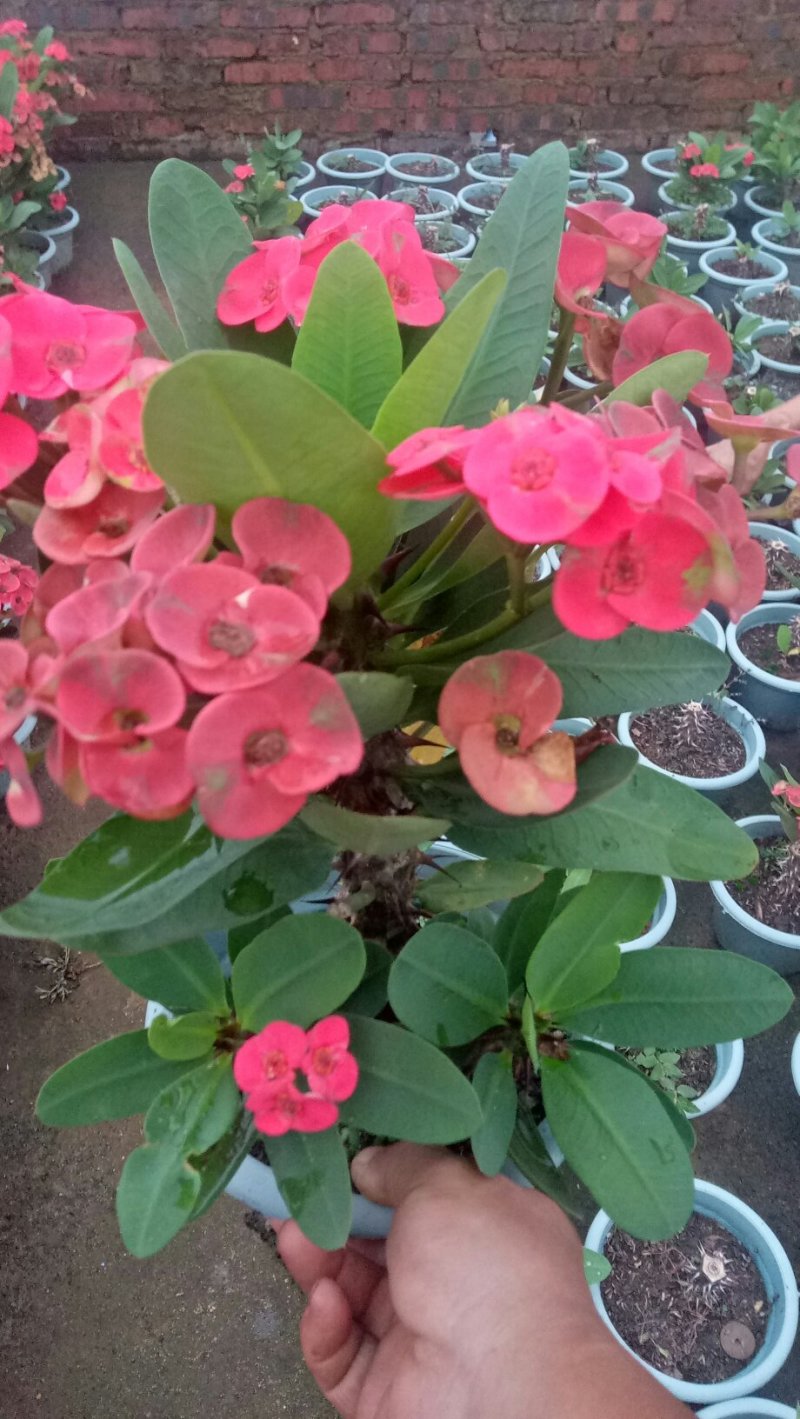 绿化苗木虎刺梅