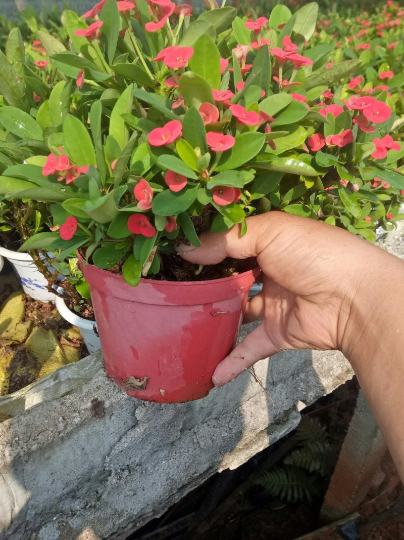 绿化苗木虎刺梅