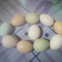 土鸡蛋