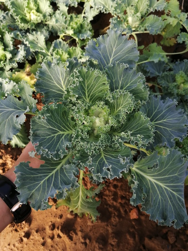 羽衣甘蓝草花绿化