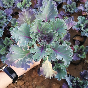 羽衣甘蓝草花绿化