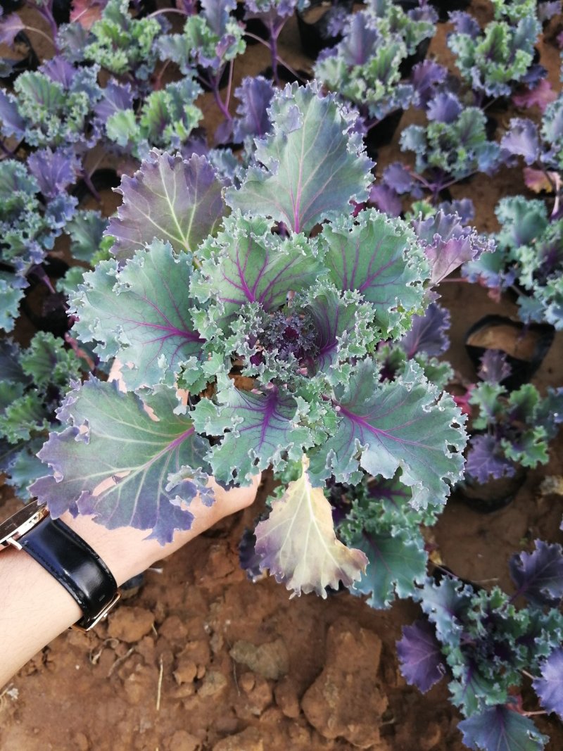 羽衣甘蓝草花绿化