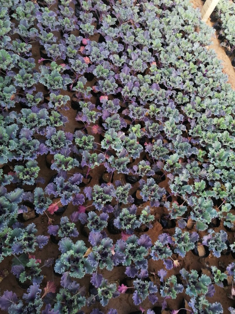 羽衣甘蓝草花绿化