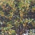 桂花树