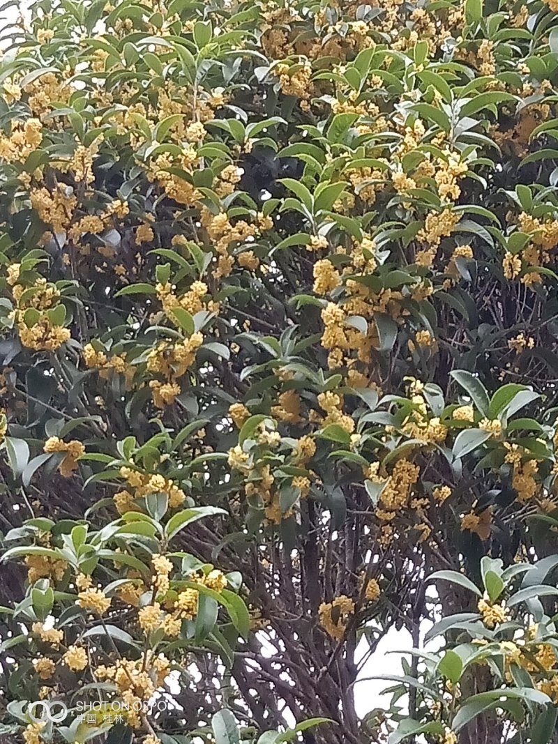 桂花树