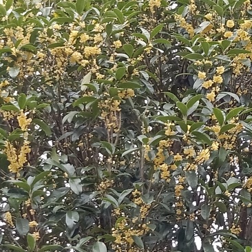 桂花树
