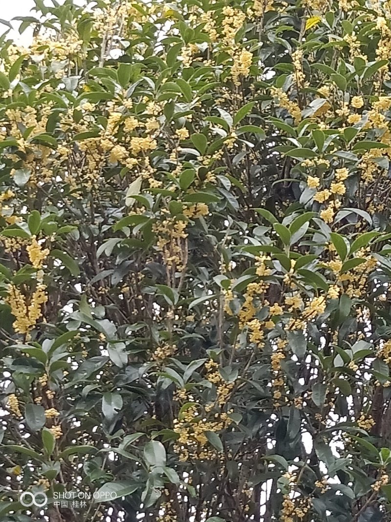 桂花树
