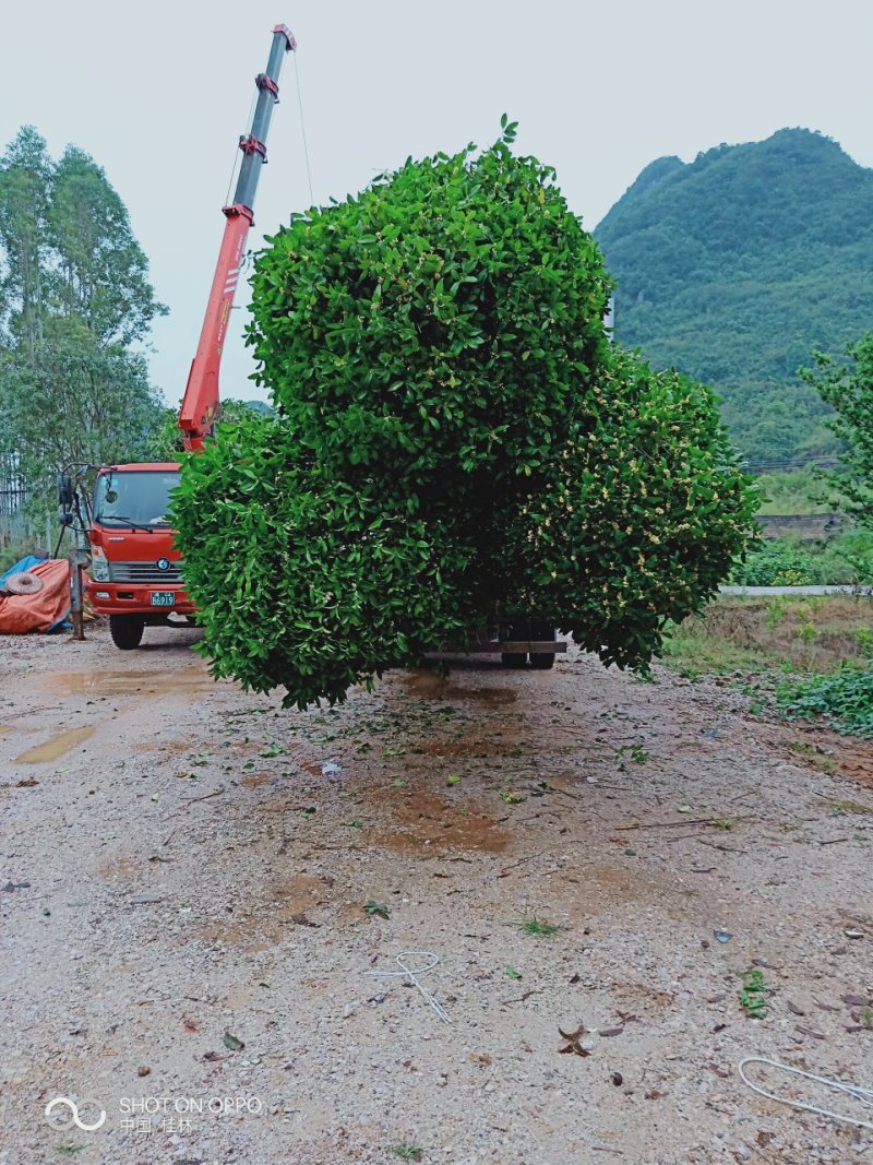 桂花树