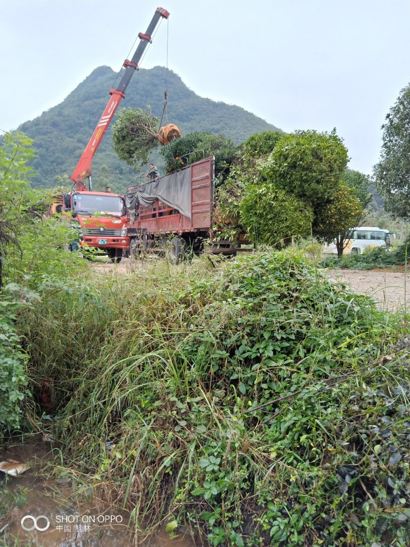 桂花树