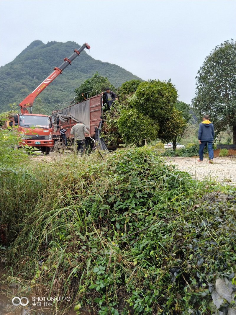 桂花树