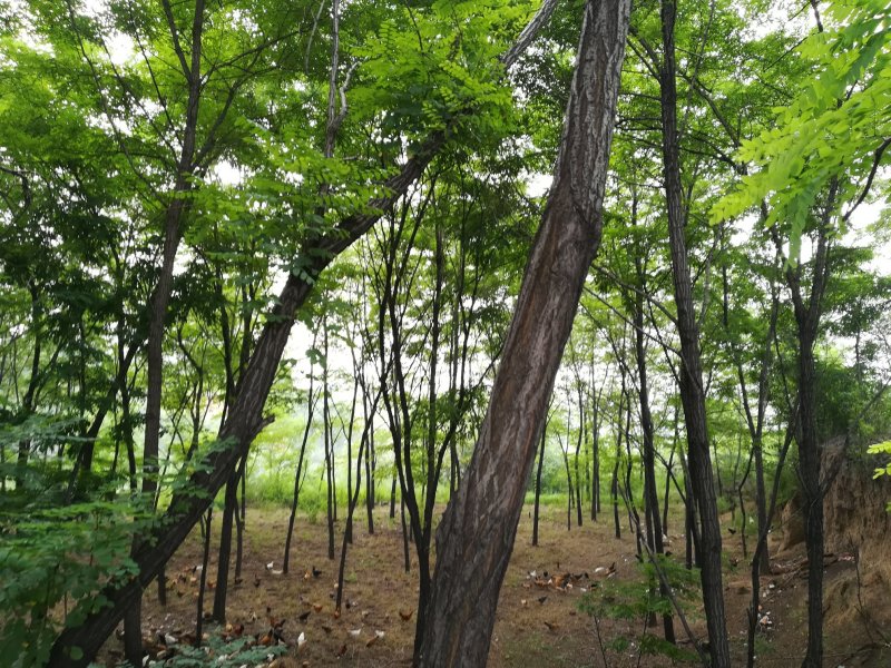 土鸡蛋