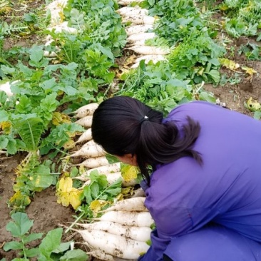 花叶厚皮白萝卜大量上市