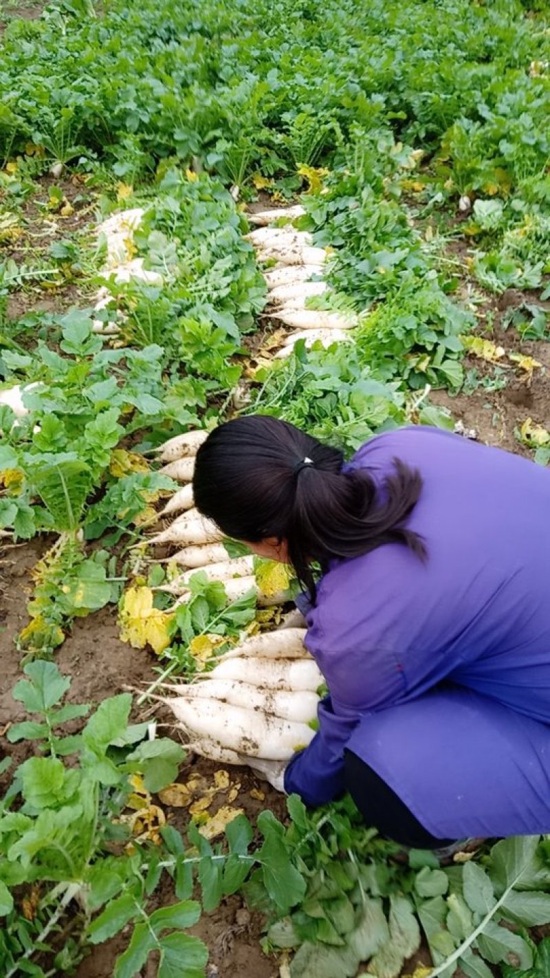 花叶厚皮白萝卜大量上市