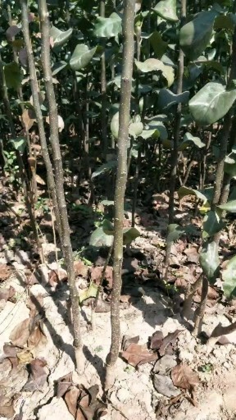 秋月梨树苗1年口感好产量高