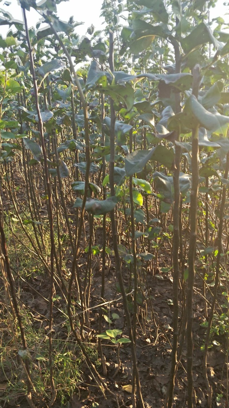 秋月梨树苗1年口感好产量高