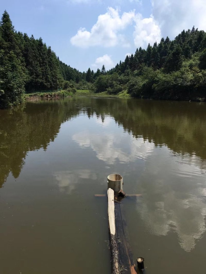 江西老甲鱼