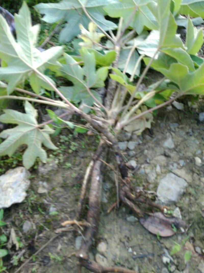 通草苗
