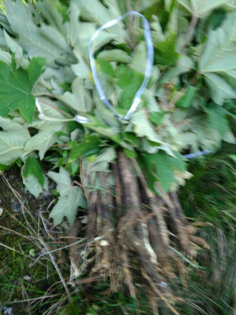 通草苗