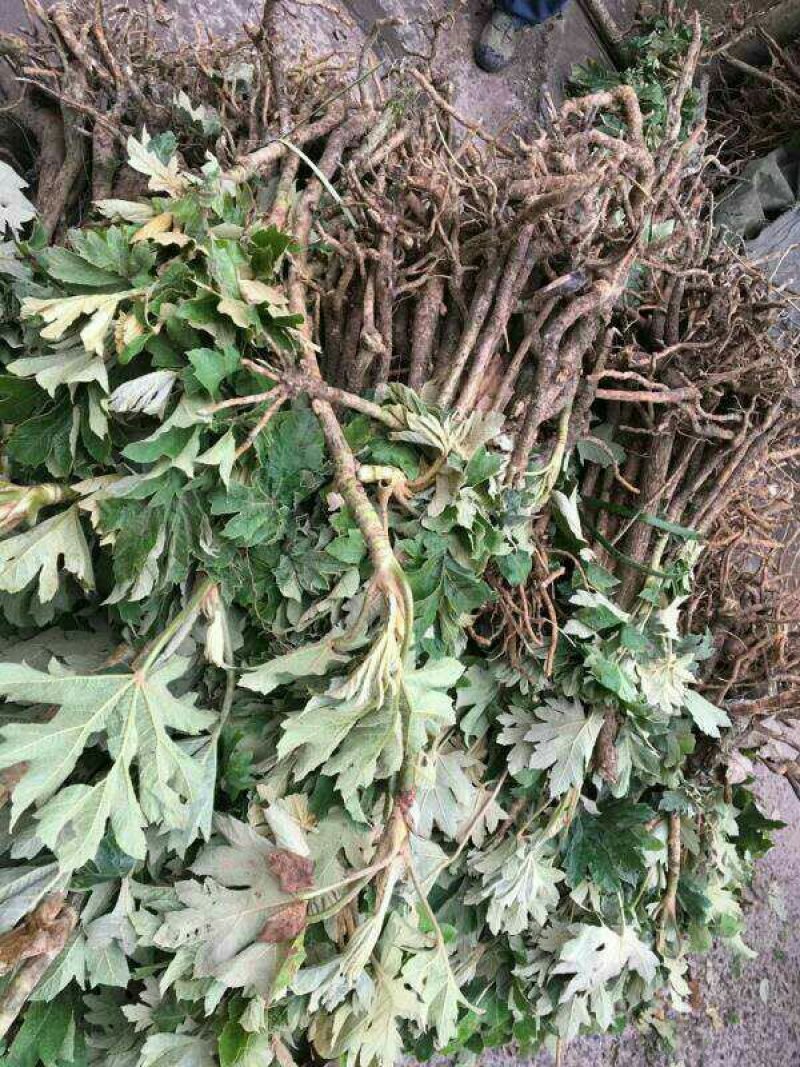 通草苗