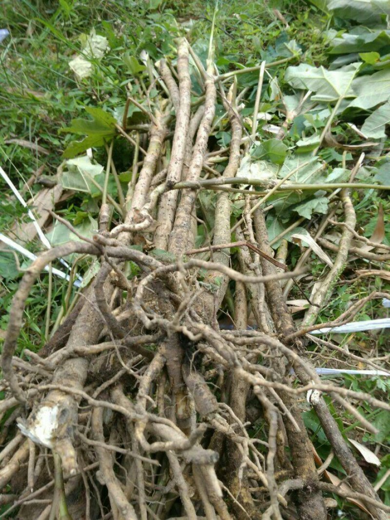 通草苗