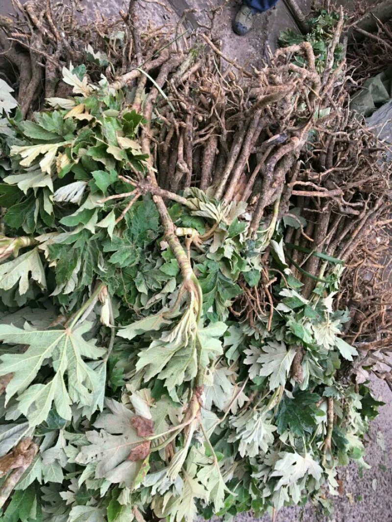 通草苗