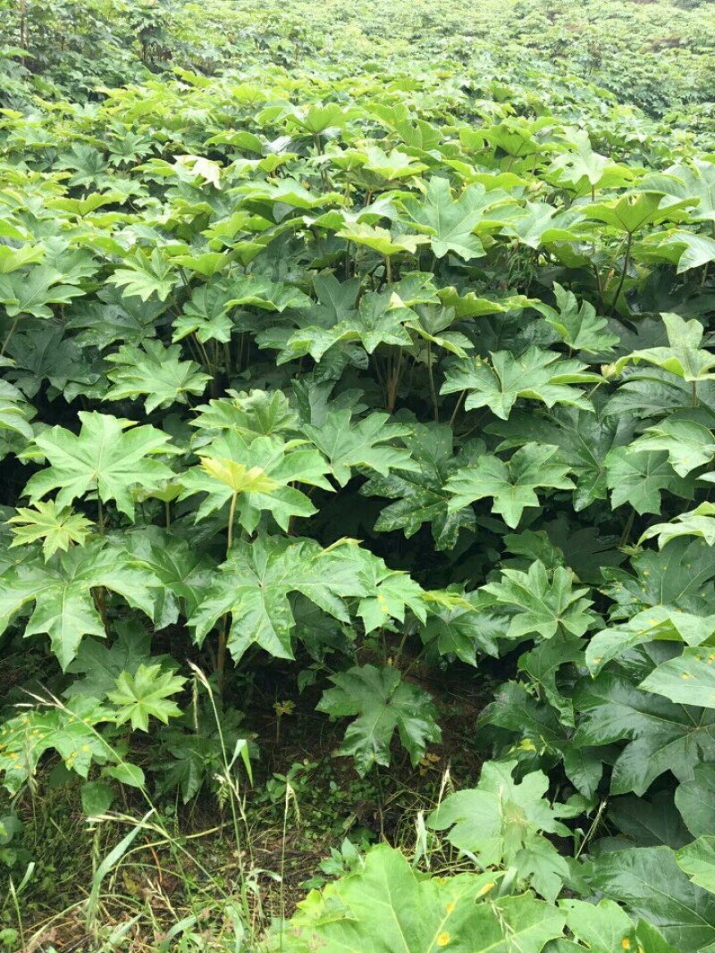 通草苗