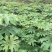 通草苗