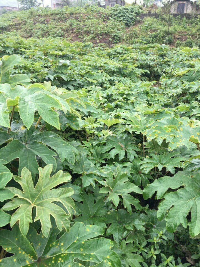 通草苗
