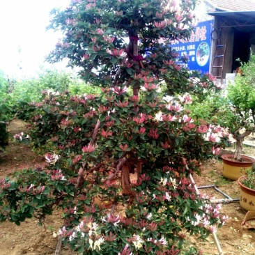 红色四季金银花红色金银花盆景
