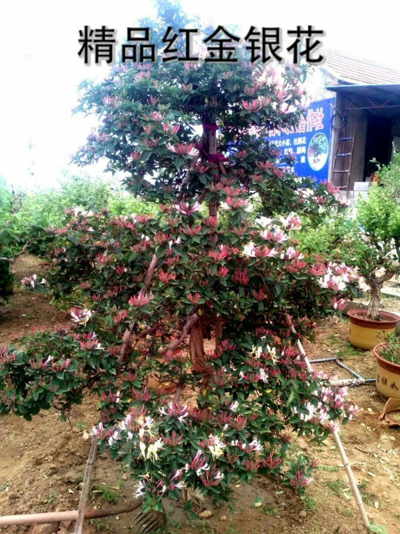 红色四季金银花红色金银花盆景