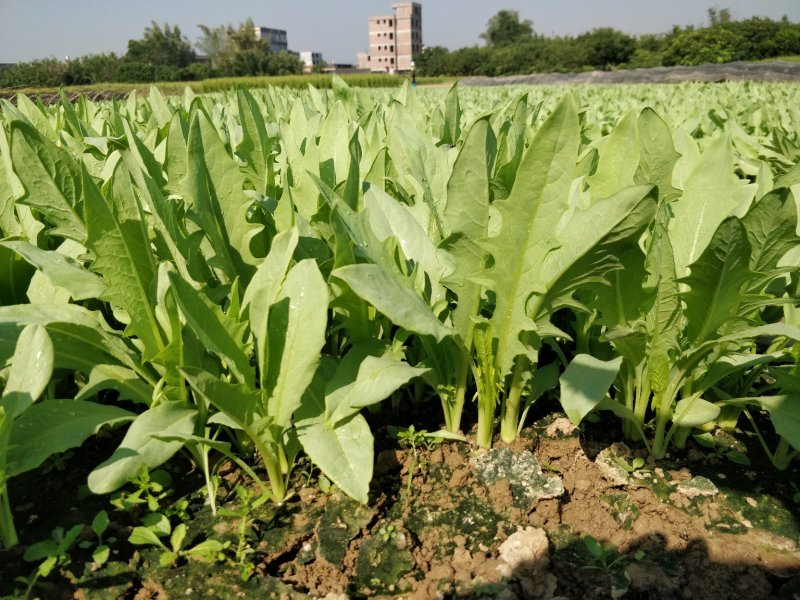 甜麦菜种子菜苗