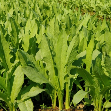 甜麦菜种子菜苗